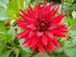 Квітка низькорослої жоржини сорту Ред Пігмі