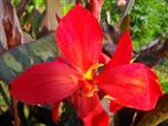 Квітка канна сорту Футуріті Ред