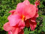 Квітка канна сорту Місіс Оклахома