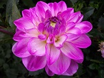 Квітка декоративної жоржини сорту Бантік