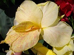 Квітка канна сорту Голден Люцифер