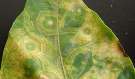 листя пошкоджені кільцевою плямистістю