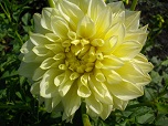 Квітка низькорослої жоржини сорту Морнін Сун