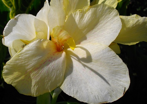 Квітка канни сорту Футурити Йелов