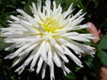 Цветок низкорослой георгины сорта Вайт Хеппинес 