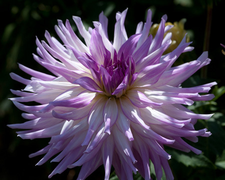 Фотография цветка георгины сорта Мингус Ренди (Mingus Randy)