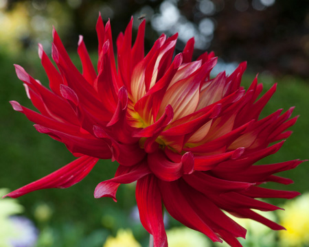 Фотография цветка георгины сорта Хапет Ред Кинг (Hapet Red King)
