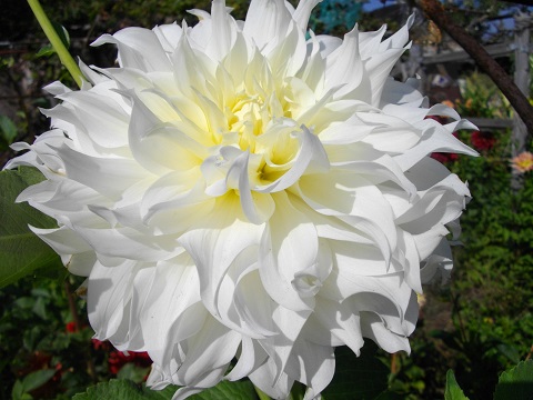 Фотография цветка георгины сорта Снежный Ком