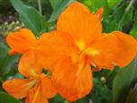 Квітка канна сорту Оранж