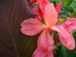 Квітка канна сорту Саггітаріус