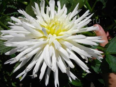 Цветок бордюрного георгина сорта Вайт Старс 