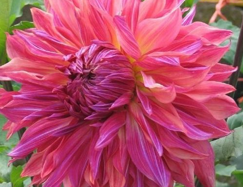 квітка жоржини сорту Пенхілл Дарк Монарх