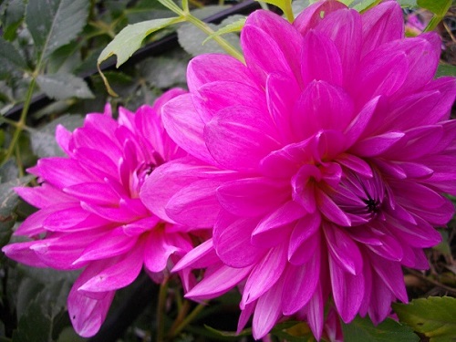 Фотография цветка георгины сорта Бирюса