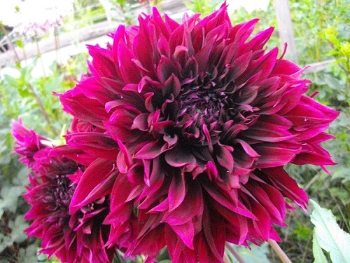 Фотография цветка георгины сорта Черный Принц