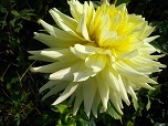 Квітка декоративної жоржини сорту Далеко Адоніс