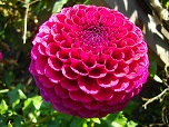 Квітка жоржини сорту Даунхем Роял (Downham Royal)
