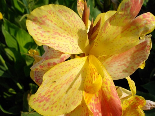 Цветок канна сорта Джонренеус