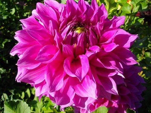 Фотография цветка георгины сорта Эльма Элизабет