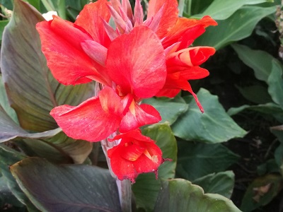 Квітка канна сорту Футуріті Розe