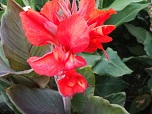 Квітка канна сорту Футурити Розе