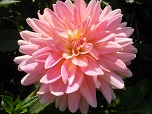 Квітка декоративної жоржини сорту Джері Хук (Gerrie Hoek) 