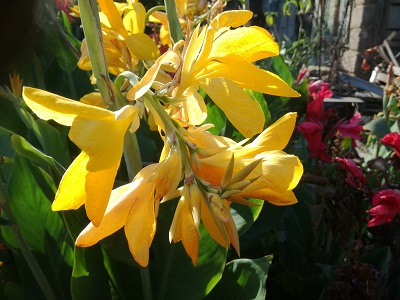 Квітка канна сорту Оаза (Оasis)
