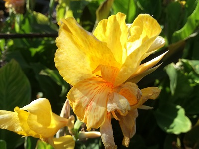 Цветок канна сорта Оазис (Оasis)