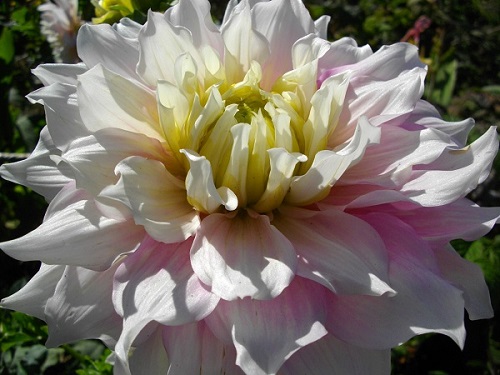 Фотография цветка георгины сорта Гитс Перфекшен