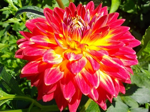 Фотографія квітки жоржини сорту Хапет Кавергіл