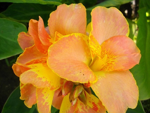 Цветок канна сорта Оранж Мейджик (Magic Orange)