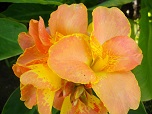 Квітка канна сорту Оранж Мейджик