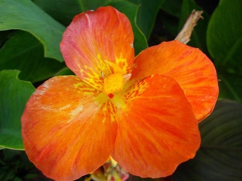Цветок канна сорта Оранж Пунш (Orange Punch)