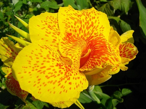 Цветок канна сорта Люцика (Lucica)