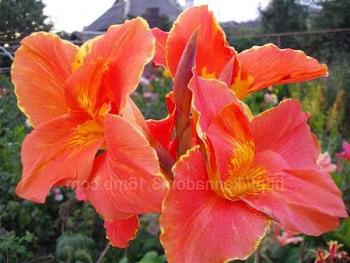 Цветок канна сорта Розенкранцен (Rosenkransen)