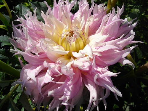 Фотографія квітки жоржини сорту Умі Но Харі