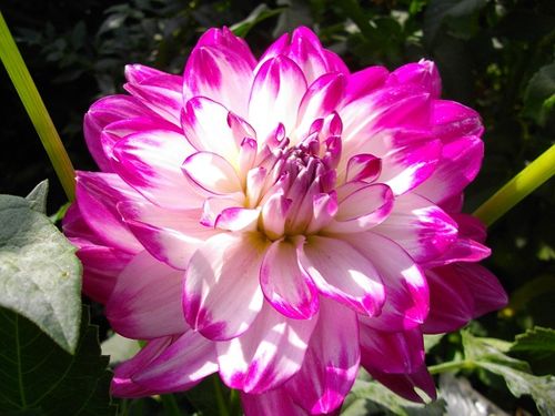 Фотографія квітки жоржини сорту Ху дан іт
