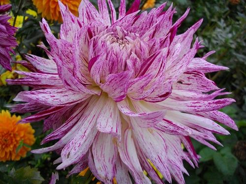Фото цветка георгины сорта Авиньен