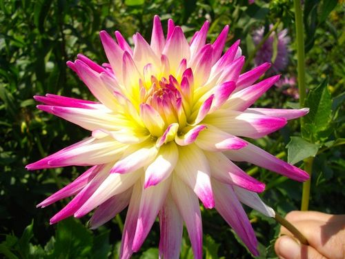 Фотографія квітки жоржини сорту Хейли Джейн