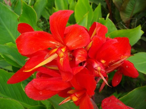 Цветок канна сорта Черри Ред (Сherry Red)