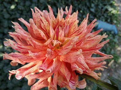 Фотографія квітки жоржини сорту Цебу