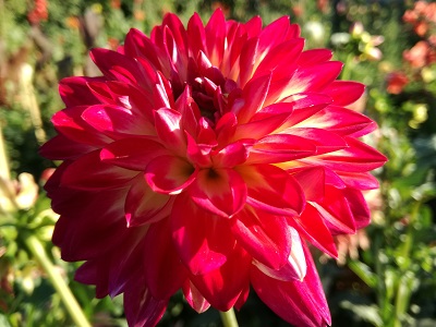 Фотографія квітки жоржини сорту Хапет Айкатчер