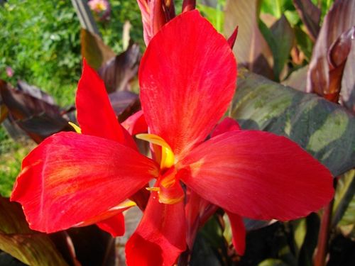 Квітка канна сорту Футуріті Ред