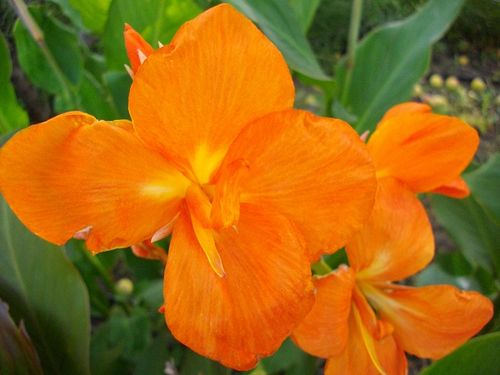 Цветок канна сорта КД15 Оранж (Orange)