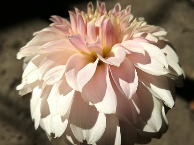 Фотографія квітки жоржини сорту Жес Саран