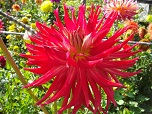 Цветок декоративной георгины сорта Кенора Вильдфер (Kenora Wildfire)