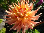 Квітка декоративної жоржини сорту Маніак (Maniac) 