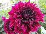 Квітка декоративної жоржини сорту Чорний Принц