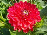 Квітка декоративної жоржини сорту Лав Лайф