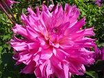 Квітка декоративної жоржини сорту Елсі Х'юстон