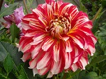 Квітка декоративної жоржини сорту Міртлес Бренді